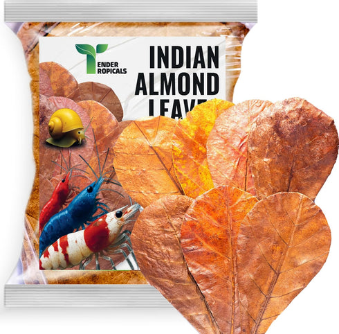 Shrimp Tank Accessories Indian Almond Leaves for Shrimps,Snails,Crayfish 10 Pack, 6 Dried