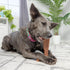 SPOT Bam-bones PLUS T Bone, Durable Bamboo Fiber & Nylon Chew Toy for Aggressive Chewers, 7in