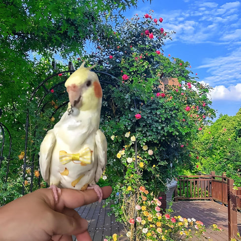 Magnoloran 2Pcs 2Pcs 80 Inch Bird Diapers Bird Harness Flight Suits Diapers with Flying Leash Parrot Nappy Pigeon Pants