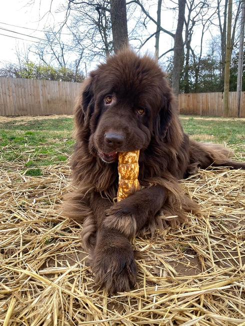 Redbarn All-Natural Large Beef Cheek Rolls for Dogs, Chicken & Carrot Glazed - 4 Pack, Grain-Free Chew Treat
