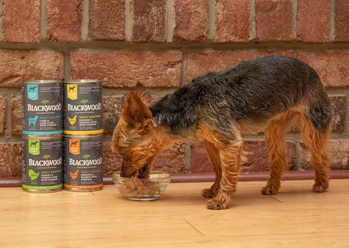 Blackwood Pet Food Grain Free Wet Dog Food, Chicken & Chicken Liver with Pumpkin, 13 oz Can, Pack of 12