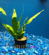 Jayco Buy2get1free,same plant Java Fern, Microsorum Pteropus Potted Plant Ps117, Live Aquarium Plant