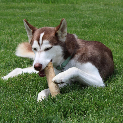 SPOT Coffee Wood Dog Chew Toy, 100% Natural & Sustainably Sourced, Durable for Aggressive Chewers, Large Dogs