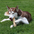 SPOT Coffee Wood Dog Chew Toy, 100% Natural & Sustainably Sourced, Durable for Aggressive Chewers, Large Dogs