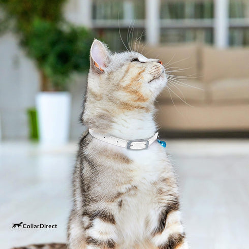 CollarDirect Leather Cat Collar, Kitten Collar with Removable Bell, Black Blue Red Orange Lime Green