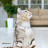 CollarDirect Leather Cat Collar, Kitten Collar with Removable Bell, Black Blue Red Orange Lime Green