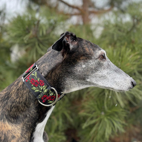 Martingale Dog Collar for Greyhound Saluki Whippet and Similar Breeds, 2'' Wide (M 11''-14'' and Leash Set), Red, Black