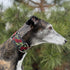 Martingale Dog Collar for Greyhound Saluki Whippet and Similar Breeds, 2'' Wide (M 11''-14'' and Leash Set), Red, Black