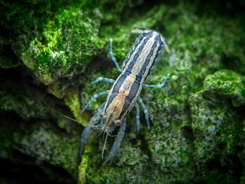 Aquatic Arts - 1 Female Blue Brazos Crayfish - Live Freshwater Aquarium