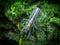 Aquatic Arts - 1 Female Blue Brazos Crayfish - Live Freshwater Aquarium