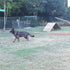 Dog/Puppy Obedience Recall Training Agility Lead - 15ft 20ft 30ft 40ft 50ft Leash, Great for Play, Purple 50ft