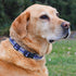 Native Pup Thin Blue Line Flag Dog Collar, Large