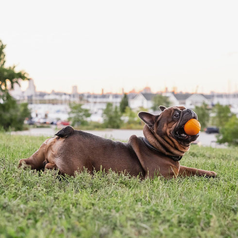Chew King 2.5 Inch Bacon Flavor Rubber Balls, 3 Pack for Large Breeds