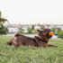 Chew King 2.5 Inch Bacon Flavor Rubber Balls, 3 Pack for Large Breeds