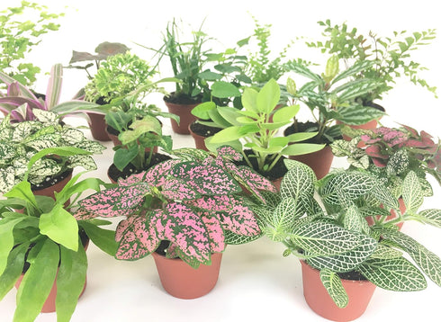 Optiflora (6 (2" Mini Terrarium Plants Plants) Pots) Fairy Garden Plants Assorted Varieties