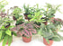 Optiflora (6 (2" Mini Terrarium Plants Plants) Pots) Fairy Garden Plants Assorted Varieties
