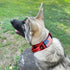 2-Inch Wide Tactical Dog Collar with Control Handle, Adjustable for Medium & Large Dogs, Military Style with Name Plate