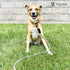 Warren London Climbing Rope Dog Leash - 5ft Length with Reflective Options, Ergonomic Grip for Heavy Duty Dogs