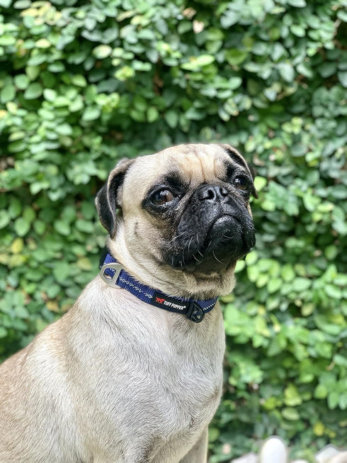 Tuff Pupper Heavy Duty Dog Collar, Tough Reflective Collar with Aluminum D-Ring Leash Clip, Easy Sizing for All Breeds