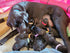 GAMUDA 15 Newborn Puppy Collars - Super Soft Nylon Whelping Collars with 6 Record Keeping Charts