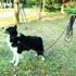 Long Dog Training Leash 16FT/30FT/50FT/100FT, Reflective Heavy Duty Tie Out Rope for Large Medium Small Dogs