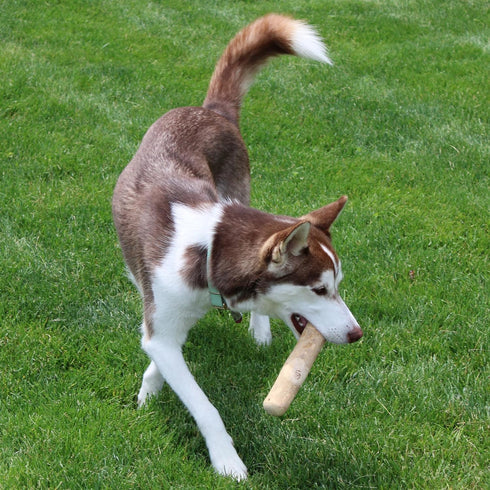 SPOT Coffee Wood Dog Chew Toy, 100% Natural & Sustainably Sourced, Durable for Aggressive Chewers, Large Dogs