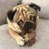 Nylabone Textured Ring Power Chew Toy for Small Dogs, Durable Chew Bones for Aggressive Chewers, Small