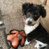 FUZZU Durable Dog Toy with Squeaker, Tough Chew Toy, Wild Woodies - A Bear Named Pierre, Medium 9"