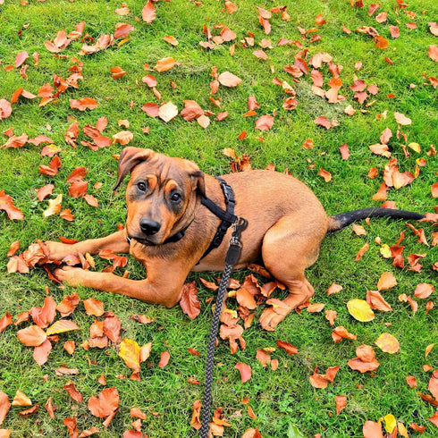 Dog Training Leash for Small to Medium Dogs, Rope Leash, Chew Proof and Reflective Dog Lead