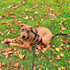 Dog Training Leash for Small to Medium Dogs, Rope Leash, Chew Proof and Reflective Dog Lead