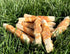 Rena's Recipe Chicken Biscuit Twists (8 oz): Crunchy Cage-Free Biscuits with Glucosamine