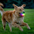 Nite Ize GlowStreak LED Dog Ball - Motion Activated, Color-Changing, Disc-O