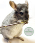 ECOVENIK Apple Sticks 120g - Natural Rabbit & Hamster Chew Toys, Organic Chinchilla Food for Small Animals