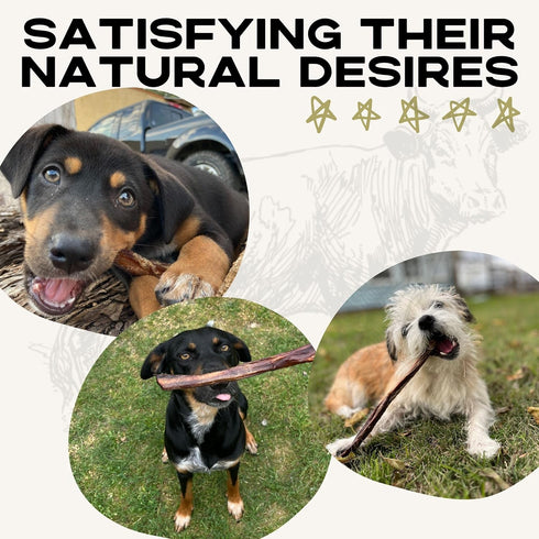 100% All Natural Beef Bully Sticks- Premium Grass Fed Beef Dog Chews- Smoked, Healthy Small Bully Sticks Sourced