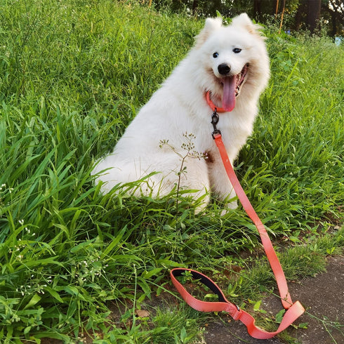 4 Feet Dog Leash with Padded Handle | Sturdy Nylon Leads for Small Medium Large Dogs Walking, Training, Hiking (Living