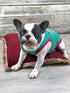Parisian Pet Funny Christmas Holiday Dog Cat Shirts, Naughty or Nice, Santa's Helper, M
