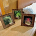 Generic 4" Tillandsia Ionantha v. Stricta Air Plant Kit, Frame (Wall-Mount & Free-Stand), Magnetic Holder, Black