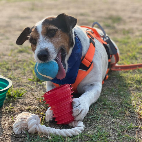 Made in USA Flingsy Dog Ball Launcher, Combination Throwing Toy with 100% Natural Cotton Rope Tug Fetch Thrower