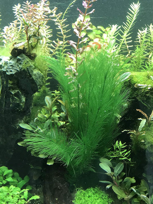 BEGONDIS 5Pcs Fish Tank Artificial Green Water Plants, Made of Silk Fabrics and Plastic Decorations