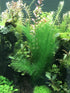 BEGONDIS 5Pcs Fish Tank Artificial Green Water Plants, Made of Silk Fabrics and Plastic Decorations