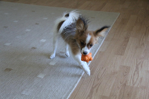 Bumpy Bouncy Solid Rubber Ball, Great Chew Toy for Teething Puppies, Orange