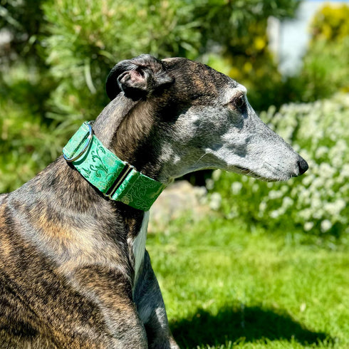 Extra Soft Martingale Dog Collar and Leash Set, 2" Wide for Greyhound Saluki Whippet and Similar Breeds (M 11"-14" and