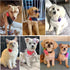 Flower Collars, 30pcs Pet Collar Flowers Charms for Dogs & Cats, Soft Chiffon Material, Exquisite Floral Design, Wide Application, Proper Size, 3.15 Inch Diameter