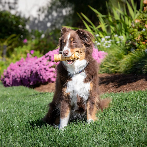 Water Buffalo Cheek Roll Long Lasting Dog Chews (5 Pack) - Rawhide Free Stick Bones for Aggressive Chewers