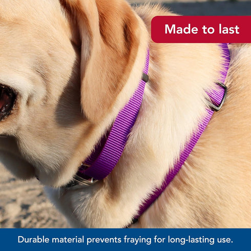 Coastal Pet Adjustable Dog Collar – Purple – 3/4" x 14" - 20" with Metal Buckle