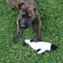 SPOT Skinneeez Stuffing Free Arctic Animal Dog Toy - Squeaker in Head and Tail, Great for Moderate Chewers