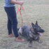 15ft to 50ft Dog/Puppy Obedience Recall Training Agility Lead, Great for Training, Play, Camping, or Backyard (30 Feet,