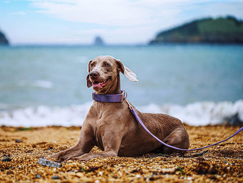 ARING PET Dog Leash - Handmade Strong Purple Velvet Leash Matching Dog Collars for Small, Medium & Large Dogs