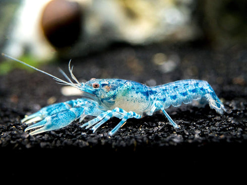 1 Aquatic Arts - Female Blue Brazos Crayfish - Live Freshwater Aquarium Lobster/Crawfish/Crawdad/Real Living Nano Fish