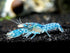1 Aquatic Arts - Female Blue Brazos Crayfish - Live Freshwater Aquarium Lobster/Crawfish/Crawdad/Real Living Nano Fish